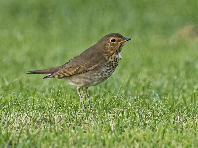 Swainson's Thrush, Yell, Shetland