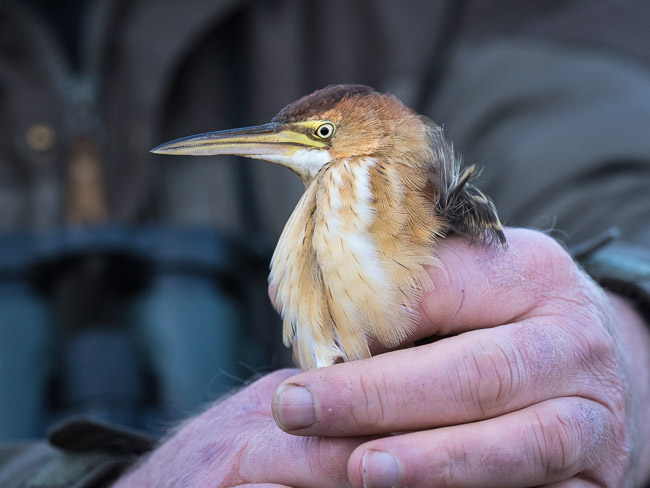 Least Bittern, Scousborough, Mainland Shetland