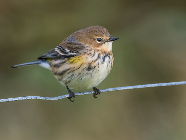 Myrtle Warbler (=Yellow-rumped Warbler), near Bigton, Mainland, Shetland