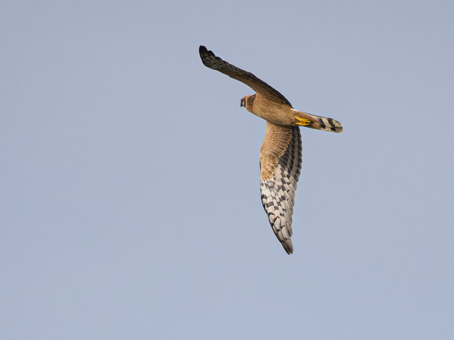 Juvenile Pallid Harrier, Spiggie, Shetland