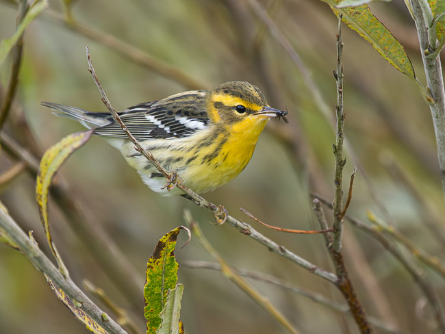 Blackburnian Warbler, Geosetter, Mainland Shetland
