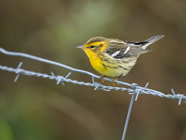 Blackburnian Warbler, Geosetter, Mainland, Shetland