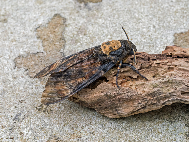 Death's Head Hawk-moth, Lerwick, Shetland