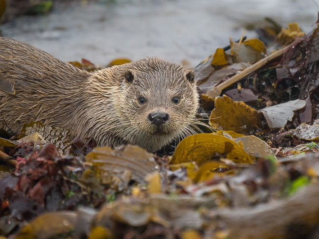 Otter, Melby, Mainland Shetland