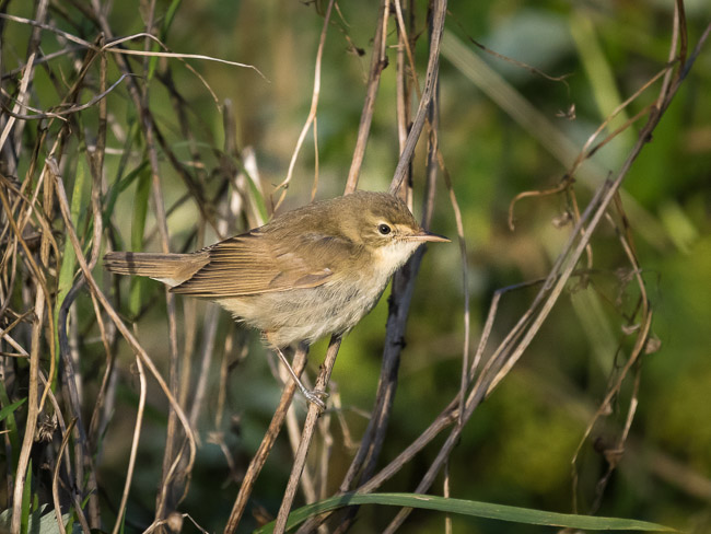 Blyth's Reed Warbler, Melby, Mainland Shetland