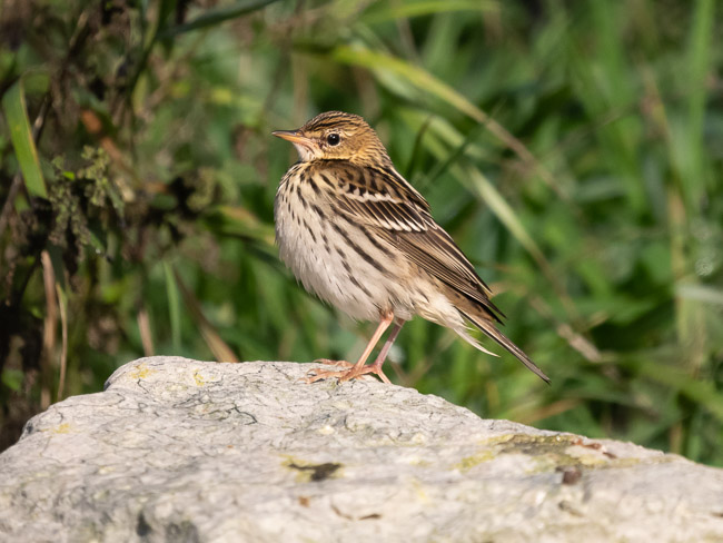 Pechora Pipit, Quendale, Mainland Shetland