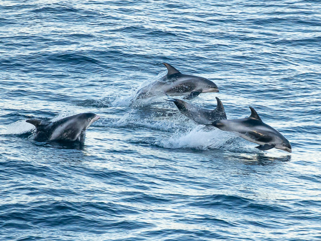 White-beaked Dolphins, Sumburgh, Mainland Shetland
