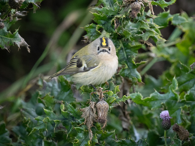 Goldcrest, Sumburgh, Shetland