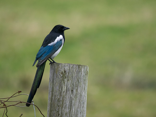 Magpie, Sandness, Mainland Shetland