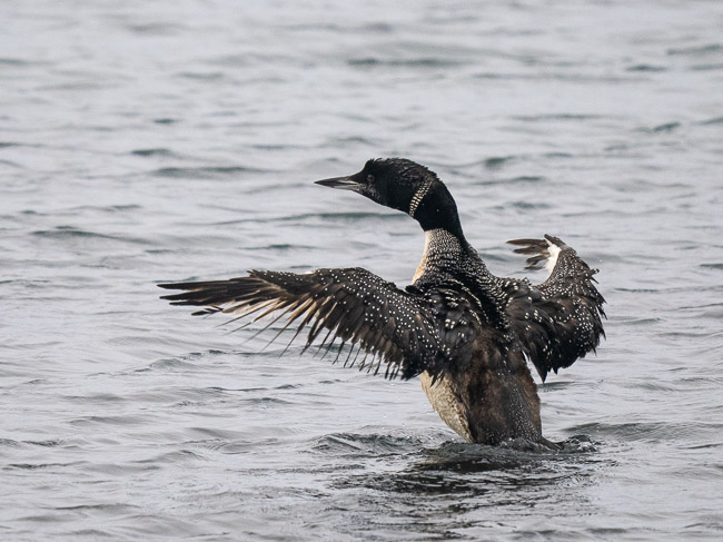 Great Northern Diver, Grutness, Mainland Shetland