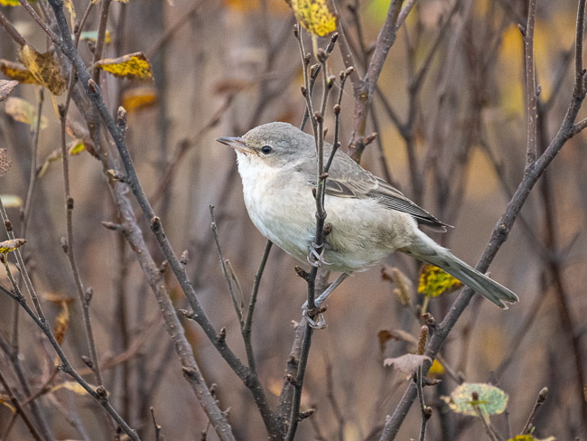 Juvenile Barred Warbler, Clickimin, Lerwick, Shetland