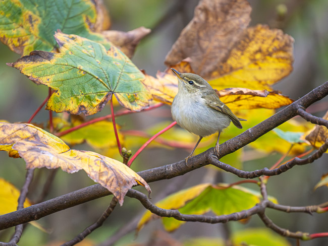 Arctic Warbler, Burn of Njuggleswater, south of Tingwall, Mainland Shetland, Shetland