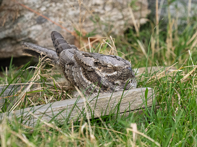 Nightjar, Burravoe, Yell, Shetland