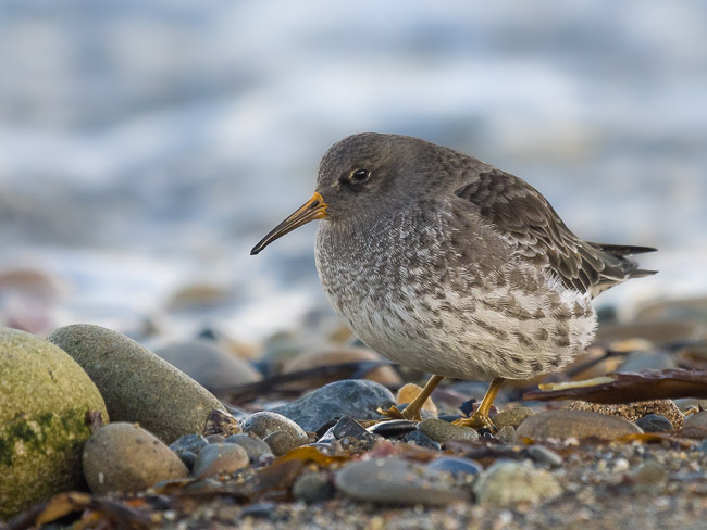 Purple Sandpiper, Melby, Mainland Shetland