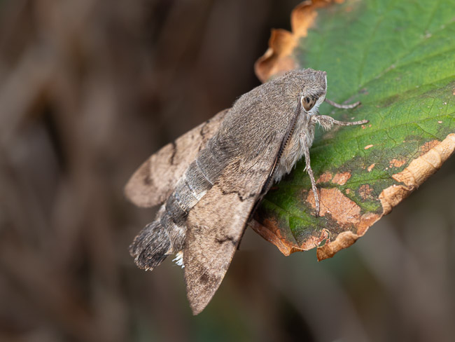 Hummingbird Hawk-moth, Yell