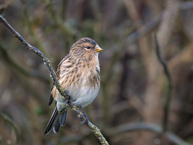 Twite, Sumburgh Head, Shetland