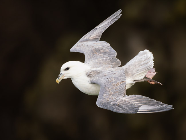 Fulmar on updraught, Sumburgh Head, Shetland
