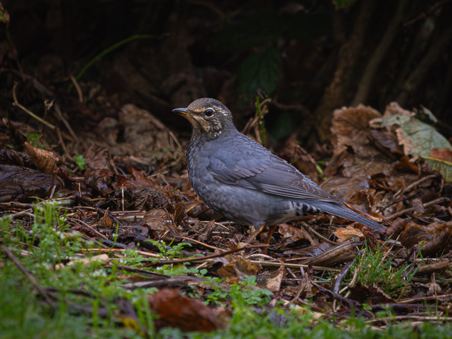 First-winter male Siberian Thrush, Loch of Tingwall, Shetland