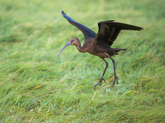 Glossy Ibis coming in to land, Unst, Shetland