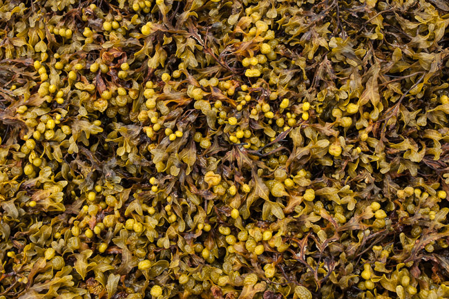Close-up of seaweed, Salen Bay, Isle of Mull, Argyll and Bute