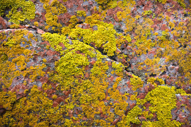 Lichens on granite, Calgary, Isle of Mull, Argyll and Bute