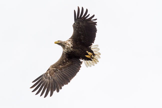 White-tailed Eagle, Isle of Mull, Argyll and Bute