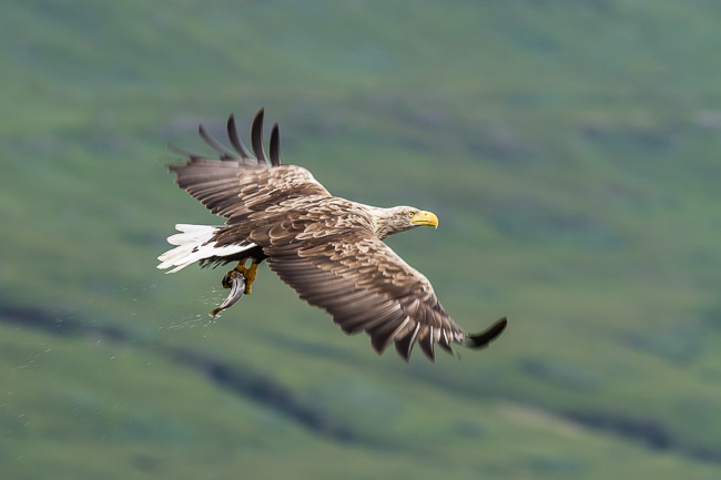 White-tailed Eagle, Isle of Mull, Argyll and Bute