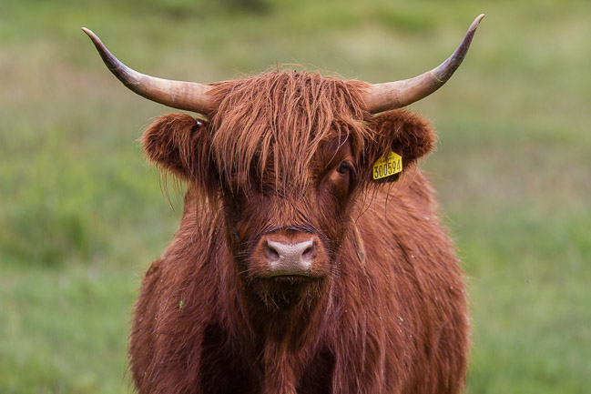 Highland cow, Isle of Mull, Argyll and Bute