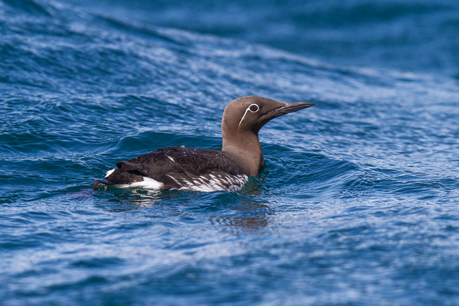 'Bridled' form of Guillemot, Isle of Mull, Argyll and Bute