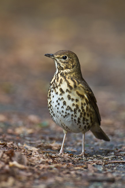 Song Thrush (Turdus philomelos), St Mary's, Isles of Scilly
