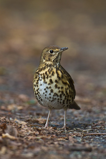 Song Thrush, St Mary's, Isles of Scilly
