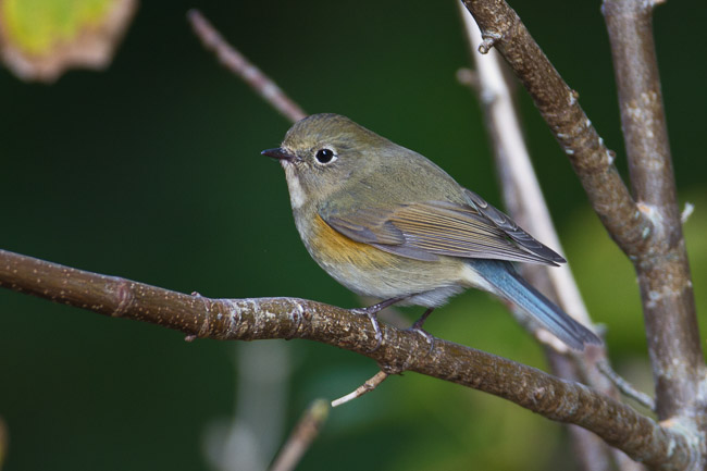 Red-flanked Bluetail (Tarsiger cyanurus), St Martin's, Isles of Scilly