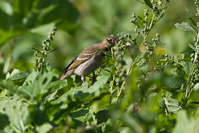 Common Rosefinch, St Martin's, Isles of Scilly
