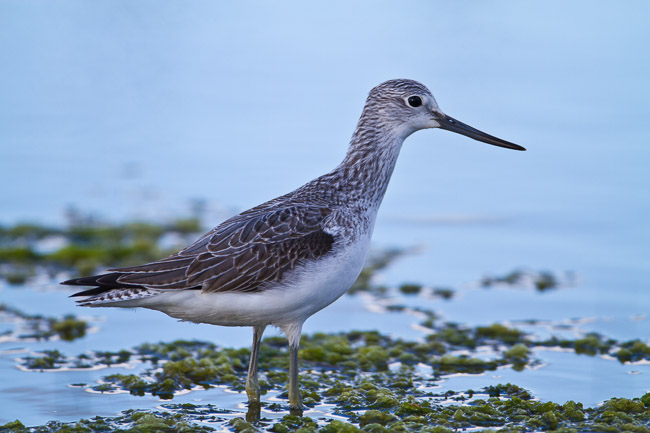 Greenshank, St Mary's, Isles of Scilly