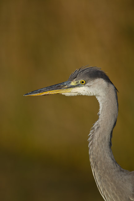 Juvenile Grey Heron, St Mary's, Isles of Scilly