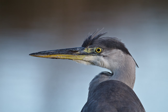 Juvenile Grey Heron (Ardea cinerea), St Mary's, Isles of Scilly