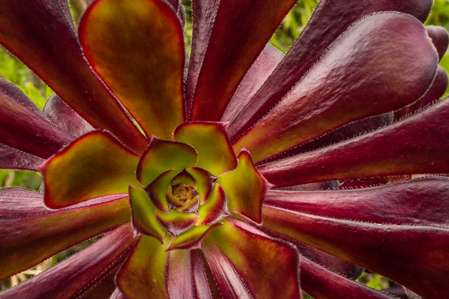 Close-up of Aeonium, Abbey Gardens cafe, Tresco, Isles of Scilly