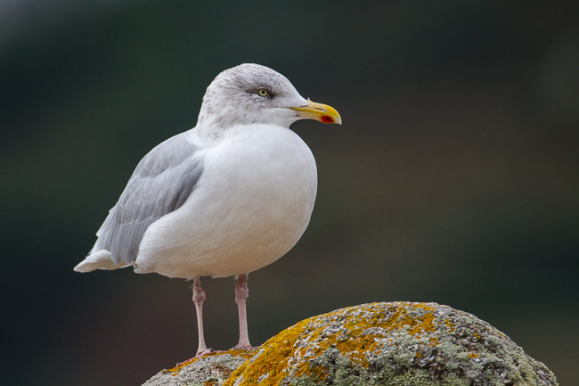 Adult Herring Gull, Tresco, Isles of Scilly