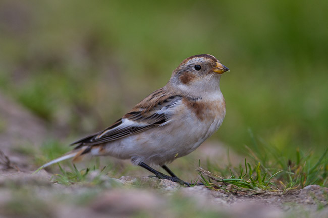 Snow Bunting (Plectrophenax nivalis), St Mary's, Isles of Scilly