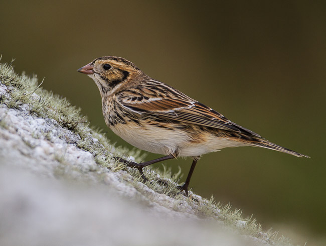 Lapland Bunting (Calcarius lapponicus), Peninnis Head, St Mary's, Isles of Scilly