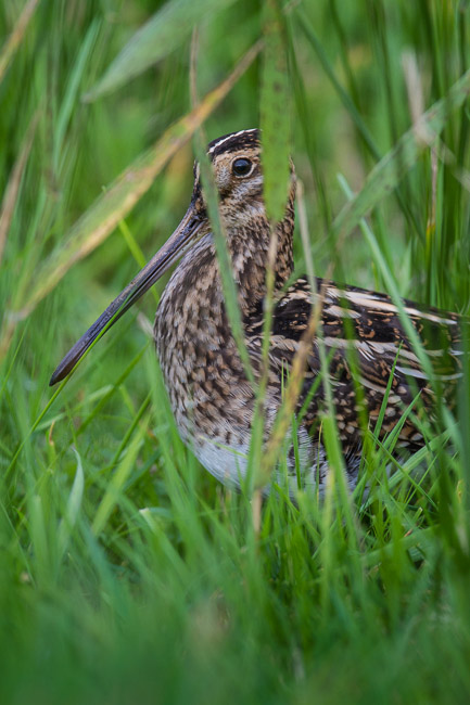 Common Snipe (Gallinago gallinago), St Mary's, Isles of Scilly
