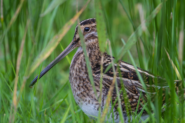 Common Snipe (Gallinago gallinago), St Mary's, Isles of Scilly