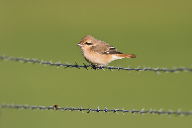Female Daurian Shrike (Lanius isabellinus isabellinus), Brake, Shetland