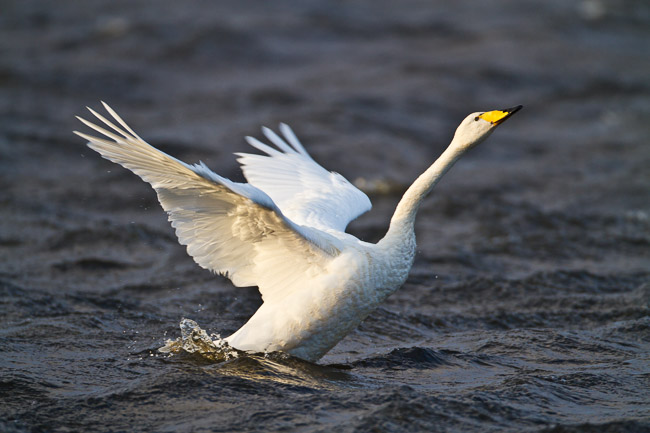 Adult Whooper Swan (Cygnus cygnus), Loch of Spiggie, Shetland