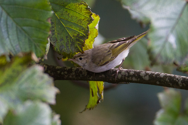 Bonelli's Warbler sp, Scalloway, Mainland Shetland
