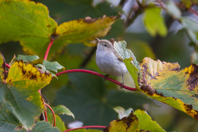 Bonelli's Warbler sp, Scalloway, Mainland Shetland