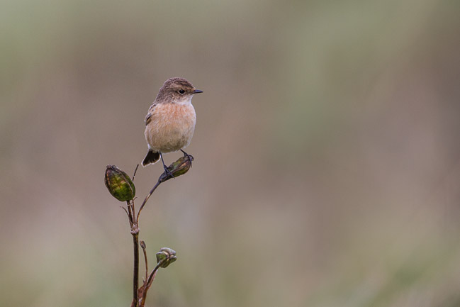 Siberian Stonechat, Hoswick, Mainland Shetland