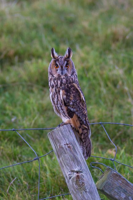 Long-eared Owl (Asio otus), Mainland Shetland