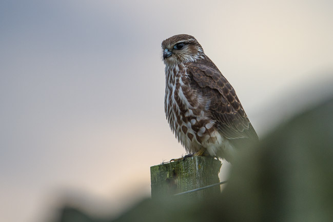 Merlin (Falco columbarius), Sumburgh Head, Mainland Shetland 