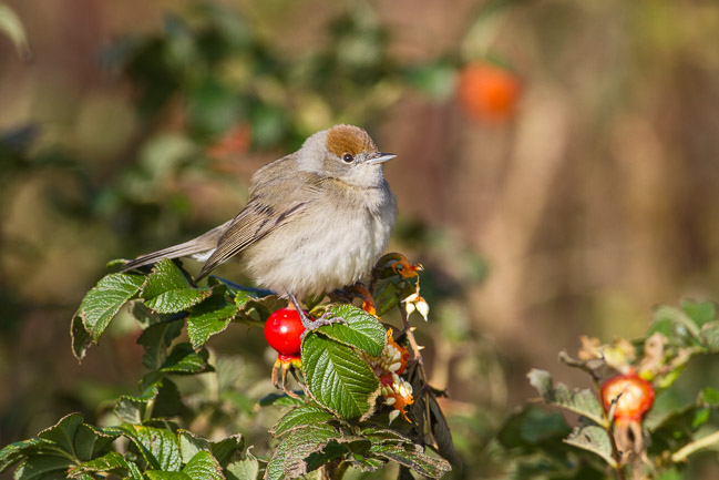 Blackcap (Sylvia atricapilla), Virkie, Mainland Shetland